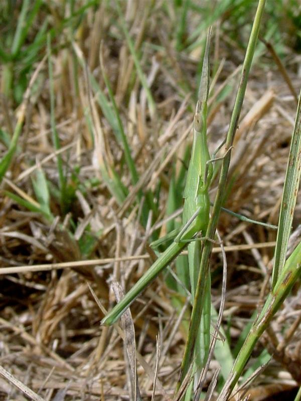 Acrida ungarica mediterranea